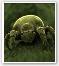 A single dust mite produces about 20 waste droppings each day A single dust mite produces about 20 waste droppings each day
